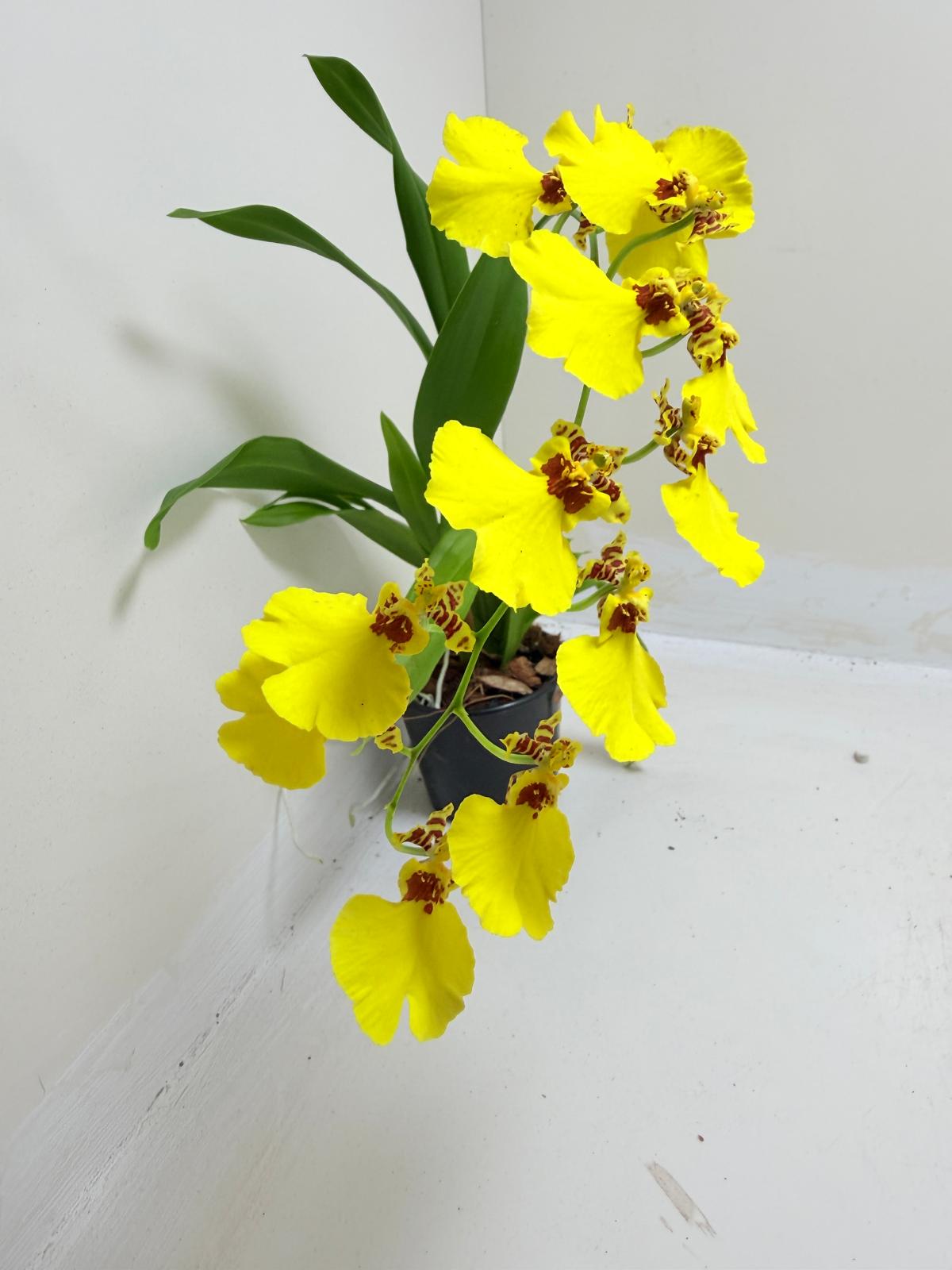 Buy Oncidium Aloha Iwanaga | Easy Care Orchid