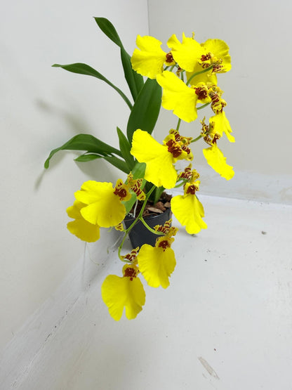 Buy Oncidium Aloha Iwanaga | Easy Care Orchid