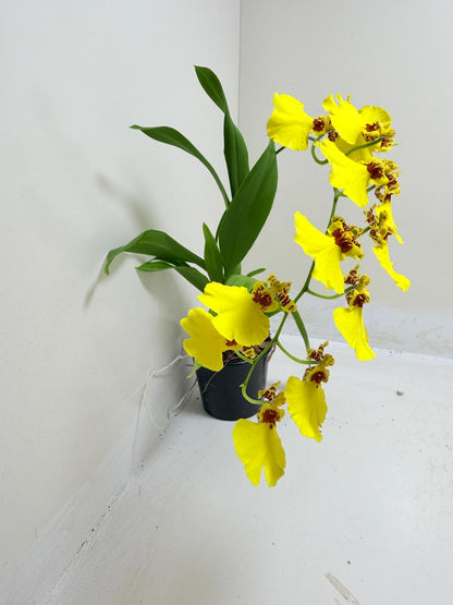 Buy Oncidium Aloha Iwanaga | Easy Care Orchid