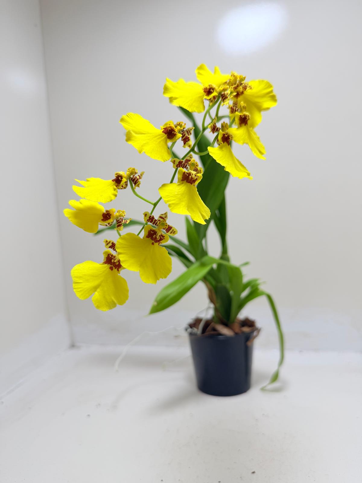 Buy Oncidium Aloha Iwanaga | Easy Care Orchid