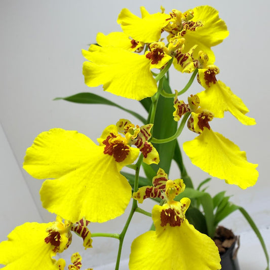 Buy Oncidium Aloha Iwanaga | Easy Care Orchid