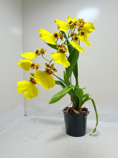 Buy Oncidium Aloha Iwanaga | Easy Care Orchid