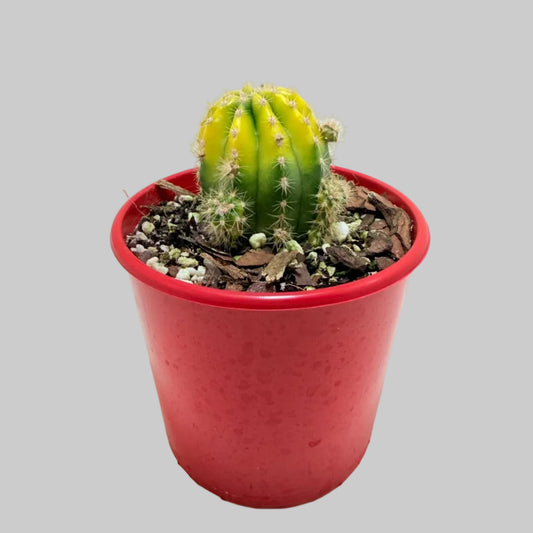 Buy Echinopsis Golden Globe | Easy Care Cactus