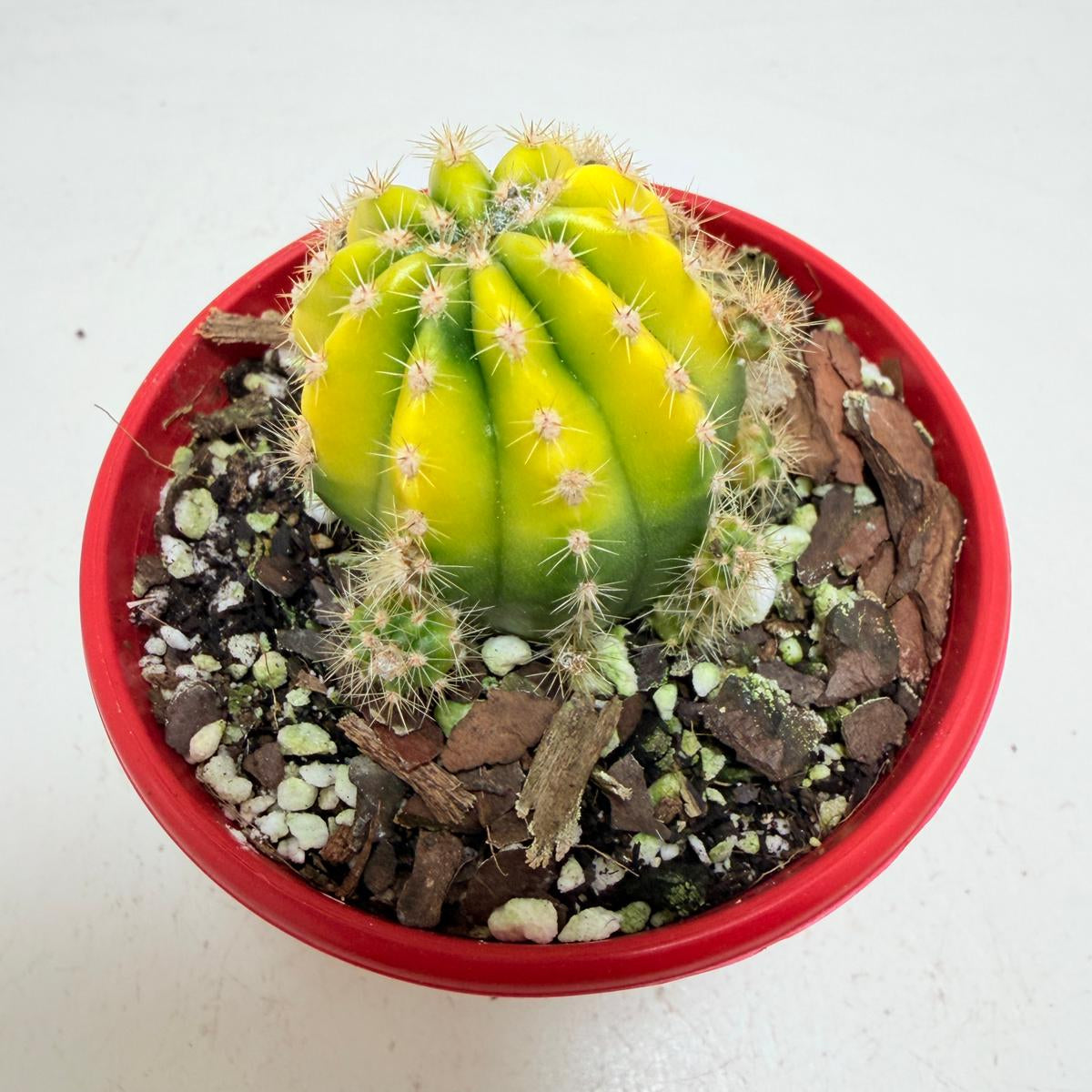 Buy Echinopsis Golden Globe | Easy Care Cactus