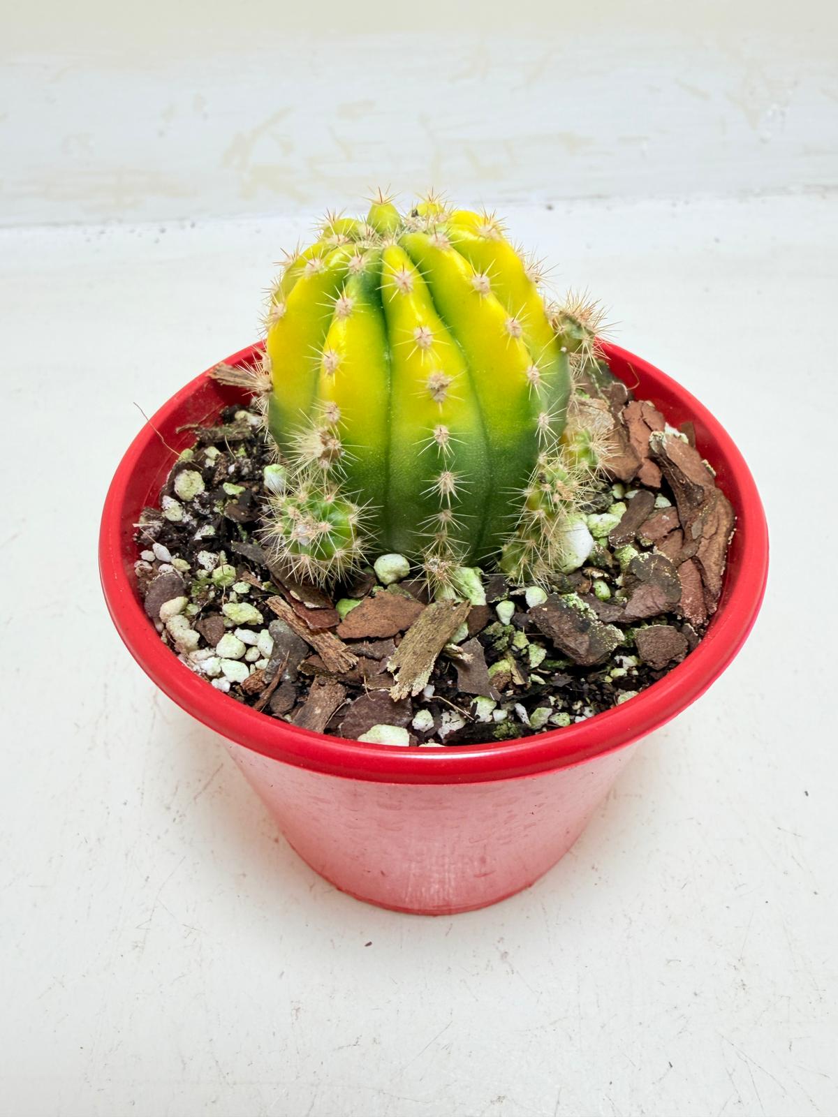 Buy Echinopsis Golden Globe | Easy Care Cactus
