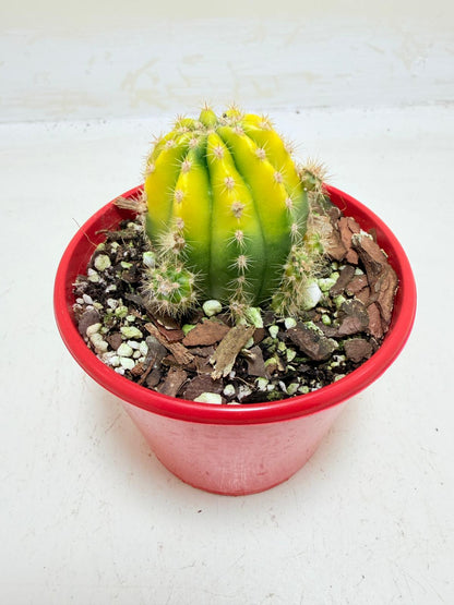 Buy Echinopsis Golden Globe | Easy Care Cactus
