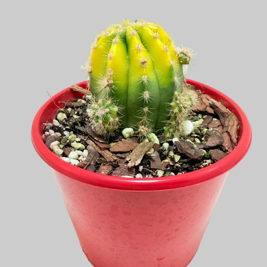 Buy Echinopsis Golden Globe | Easy Care Cactus