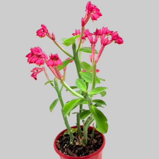 Monadenium coccineum | Rare Caudiciform Succulent