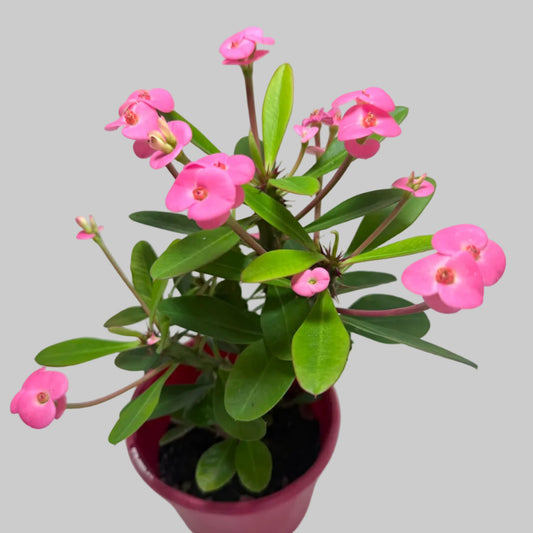Buy Euphorbia Milii #345 | Twin Flowering Succulent