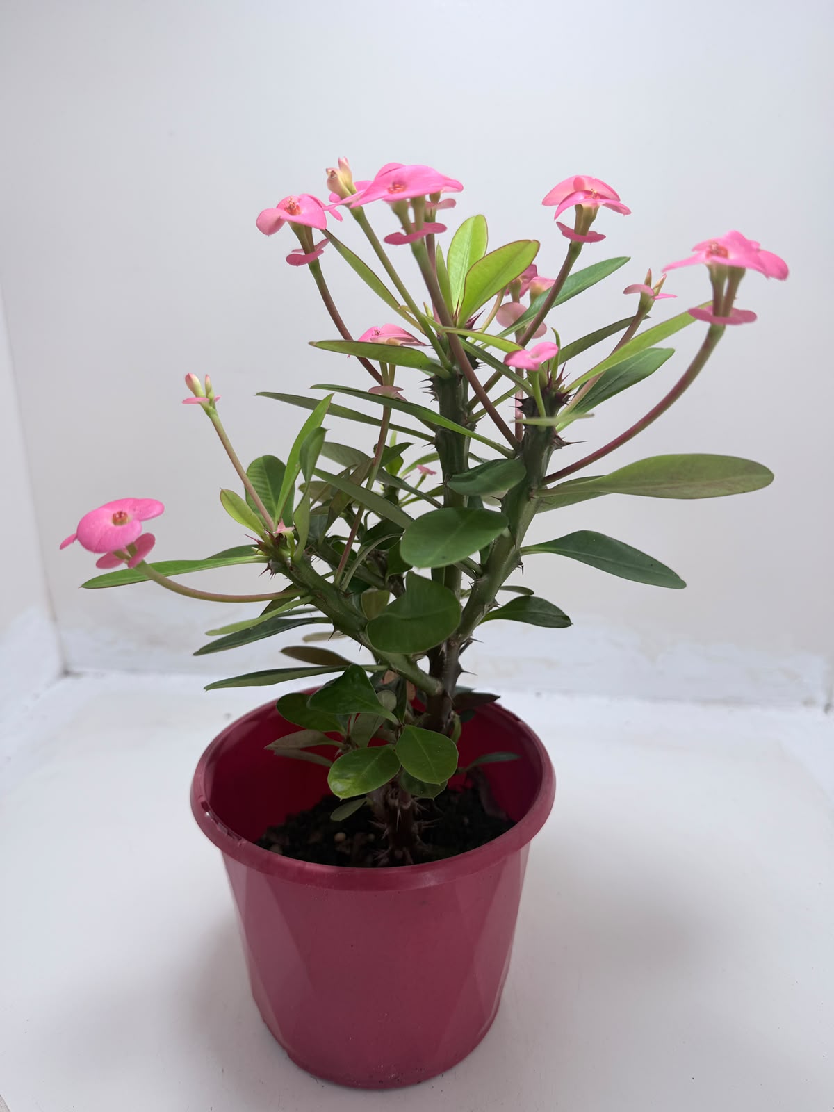 Buy Euphorbia Milii #345 | Twin Flowering Succulent