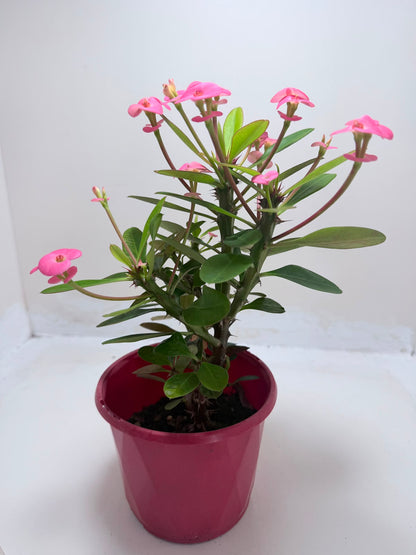 Buy Euphorbia Milii #345 | Twin Flowering Succulent