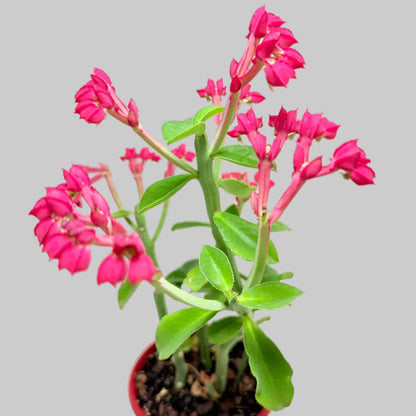 Monadenium coccineum | Rare Caudiciform Succulent
