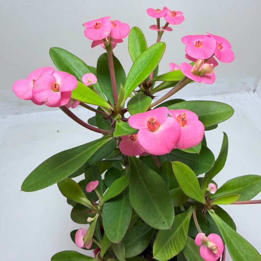 Buy Euphorbia Milii #345 | Twin Flowering Succulent