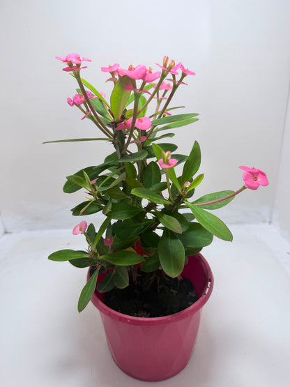 Buy Euphorbia Milii #345 | Twin Flowering Succulent