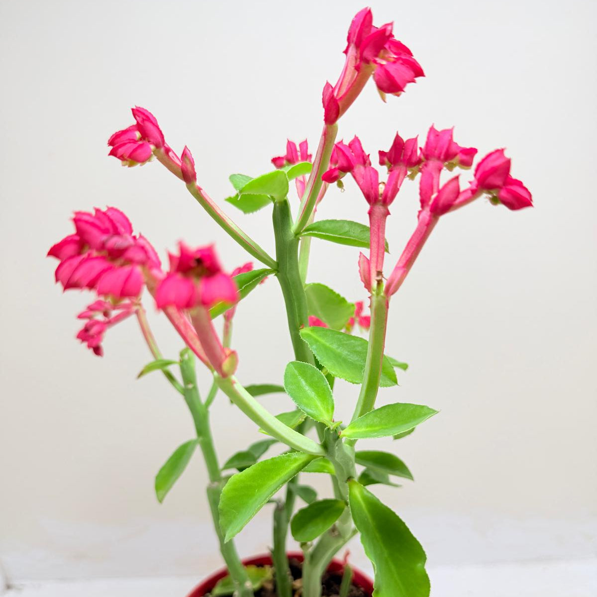 Monadenium coccineum | Rare Caudiciform Succulent