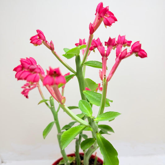 Monadenium coccineum | Rare Caudiciform Succulent