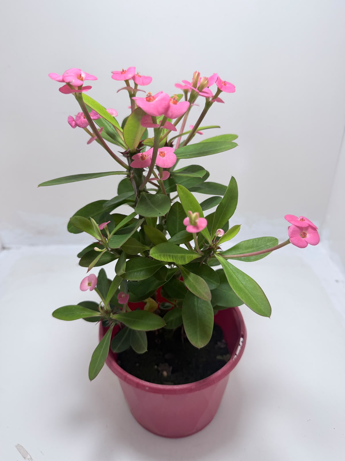 Buy Euphorbia Milii #345 | Twin Flowering Succulent