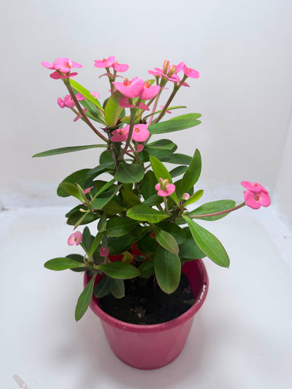 Buy Euphorbia Milii #345 | Twin Flowering Succulent