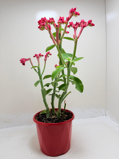 Monadenium coccineum | Rare Caudiciform Succulent