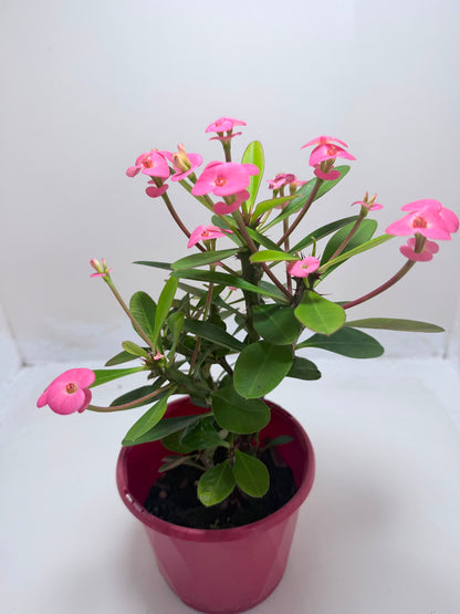 Buy Euphorbia Milii #345 | Twin Flowering Succulent