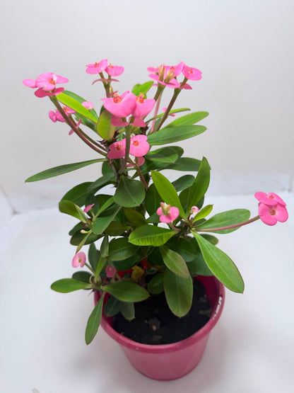 Buy Euphorbia Milii #345 | Twin Flowering Succulent