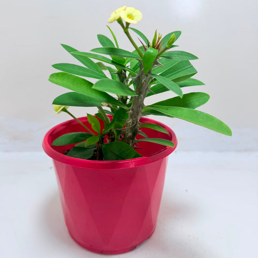 Buy Euphorbia Milii #347 | Flowering Succulent