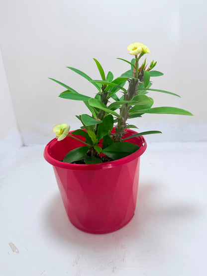 Buy Euphorbia Milii #347 | Flowering Succulent