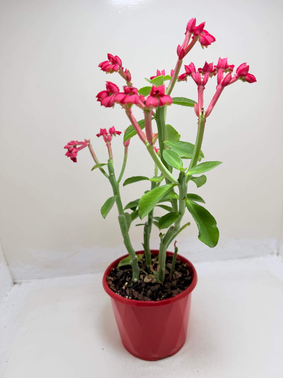 Monadenium coccineum | Rare Caudiciform Succulent