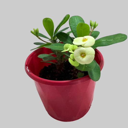 Buy Euphorbia Milii #346 | Flowering Succulent