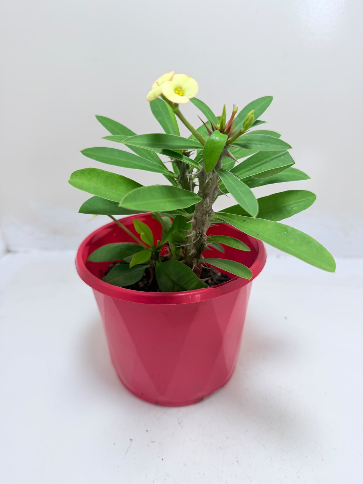 Buy Euphorbia Milii #347 | Flowering Succulent