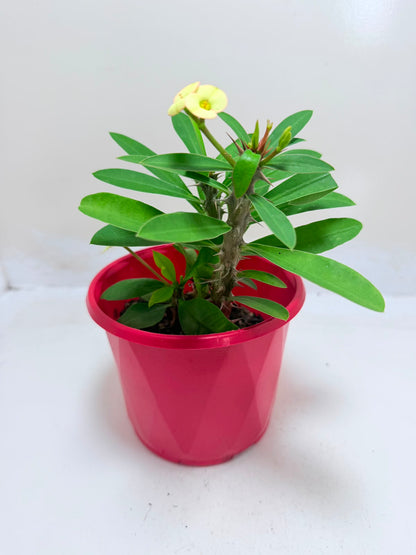 Buy Euphorbia Milii #347 | Flowering Succulent