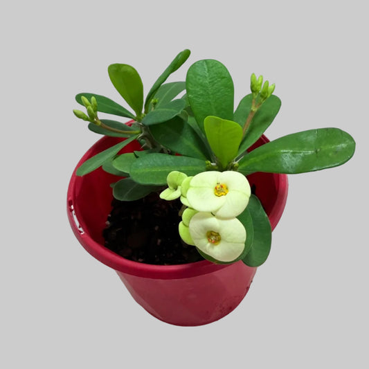 Buy Euphorbia Milii #346 | Flowering Succulent