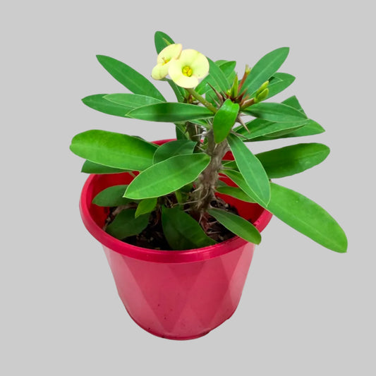 Buy Euphorbia Milii #347 | Flowering Succulent