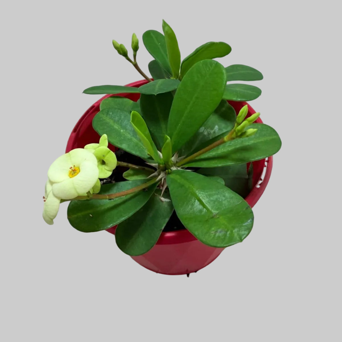 Buy Euphorbia Milii #346 | Flowering Succulent