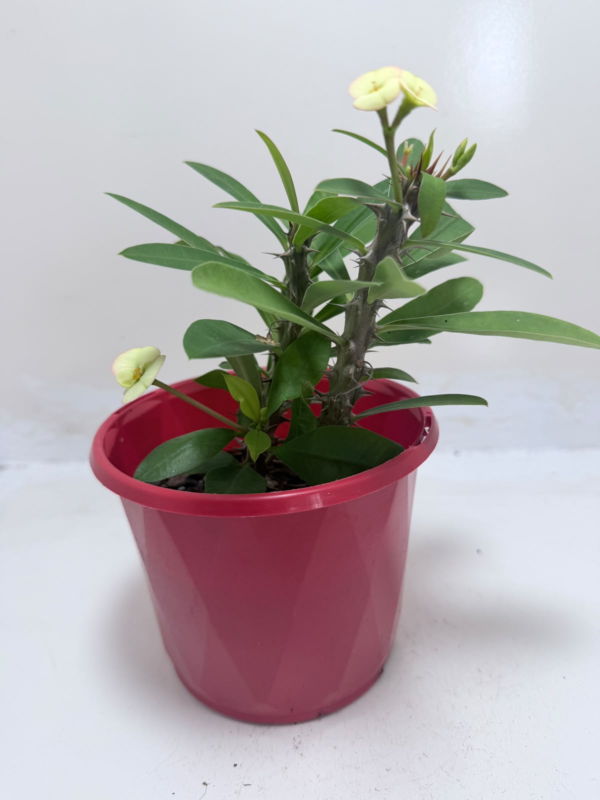 Buy Euphorbia Milii #347 | Flowering Succulent