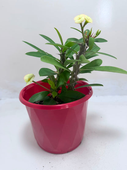 Buy Euphorbia Milii #347 | Flowering Succulent