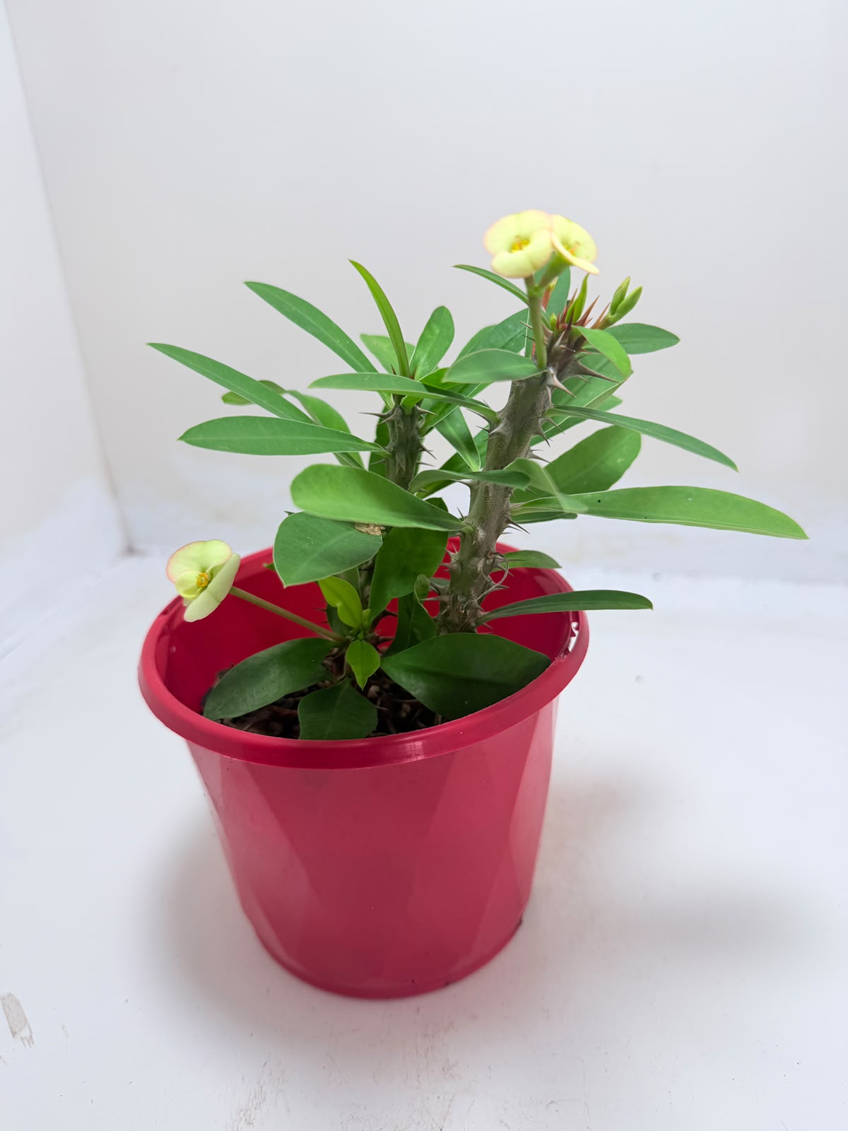 Buy Euphorbia Milii #347 | Flowering Succulent