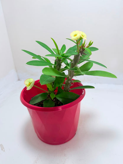 Buy Euphorbia Milii #347 | Flowering Succulent