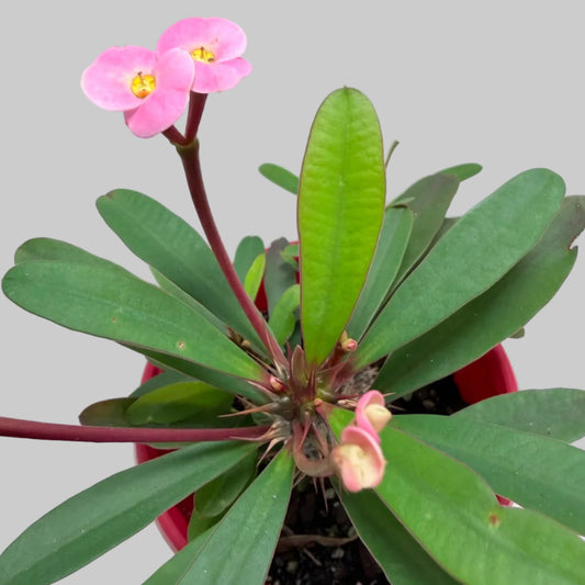 Euphorbia Milii #348 | Flowering Succulent