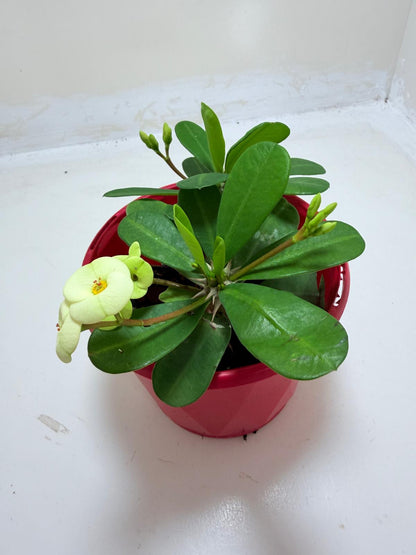 Buy Euphorbia Milii #346 | Flowering Succulent