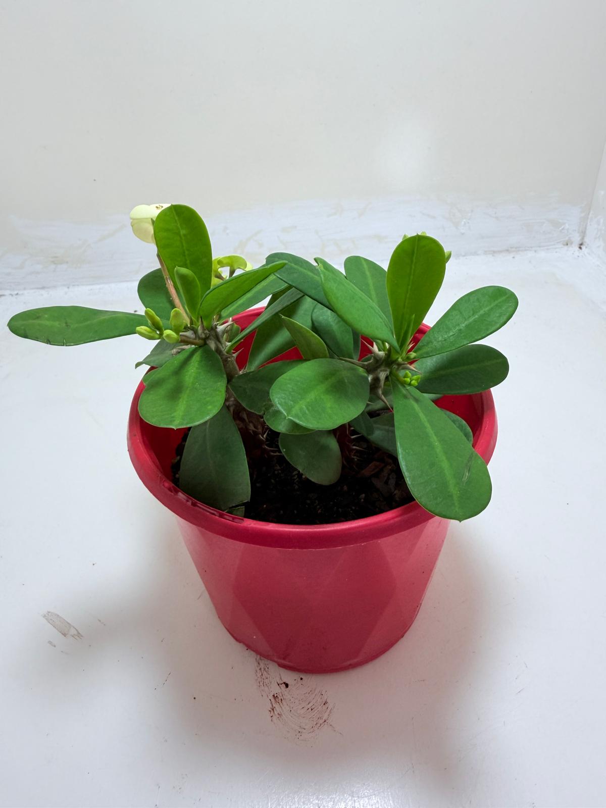 Buy Euphorbia Milii #346 | Flowering Succulent