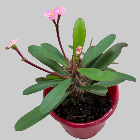 Euphorbia Milii #348 | Flowering Succulent
