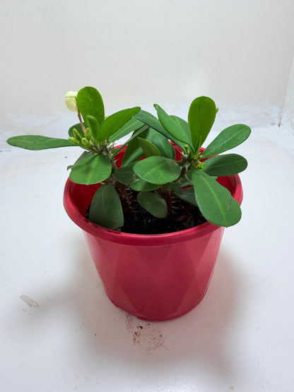 Buy Euphorbia Milii #346 | Flowering Succulent