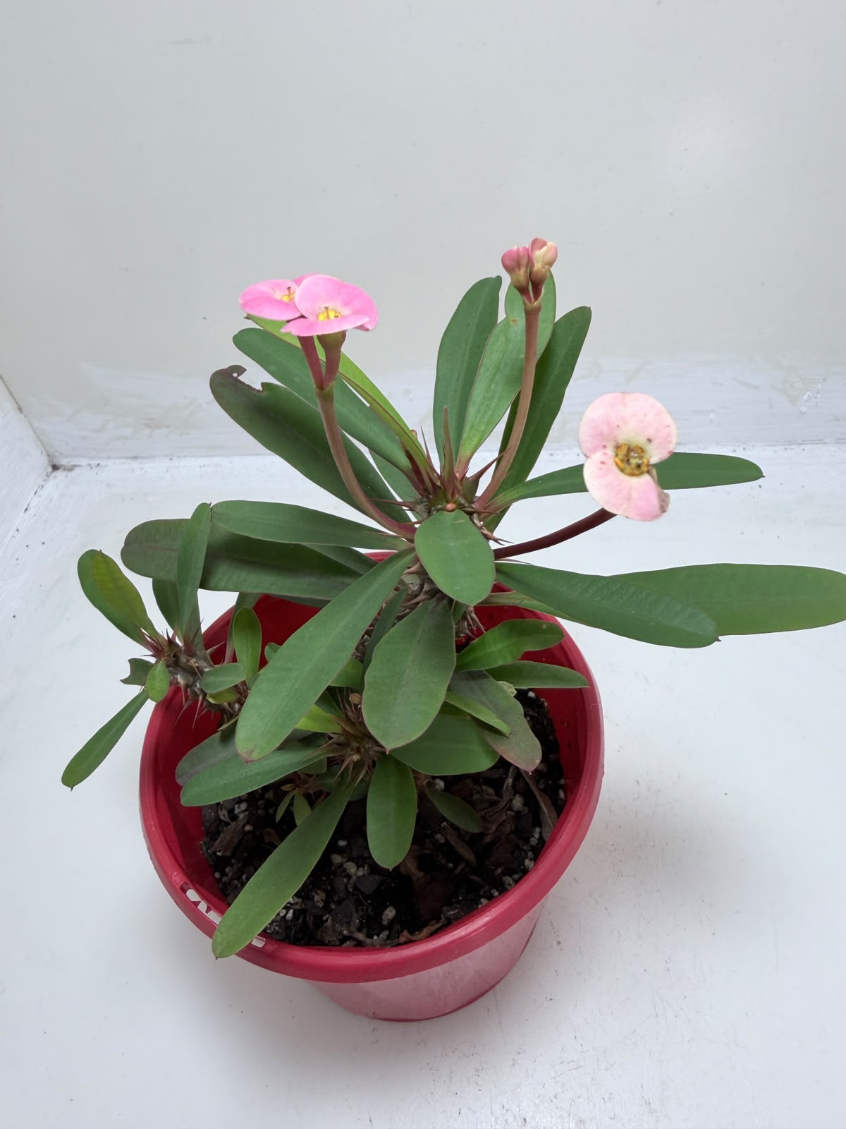 Euphorbia Milii #348 | Flowering Succulent
