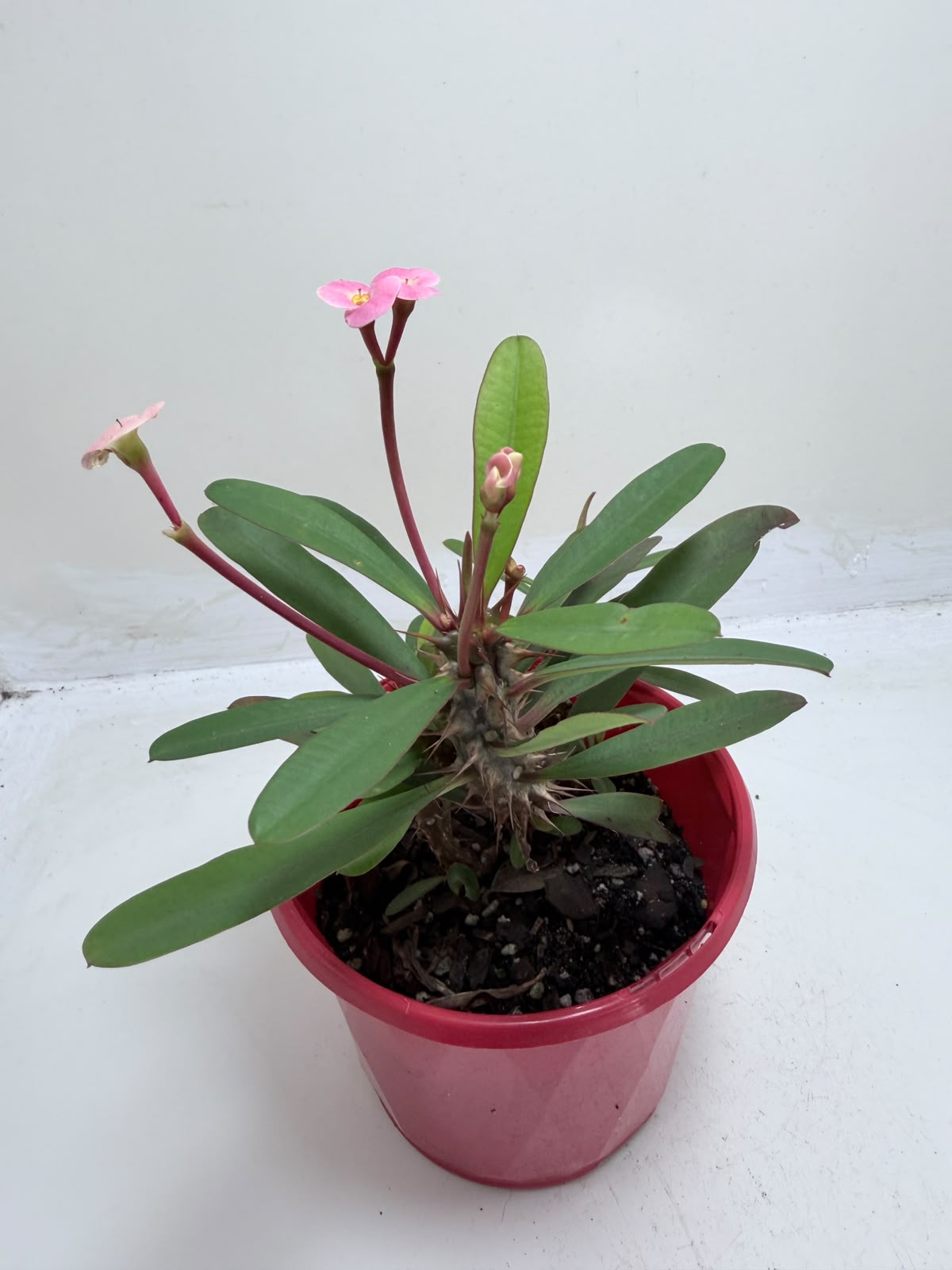 Euphorbia Milii #348 | Flowering Succulent