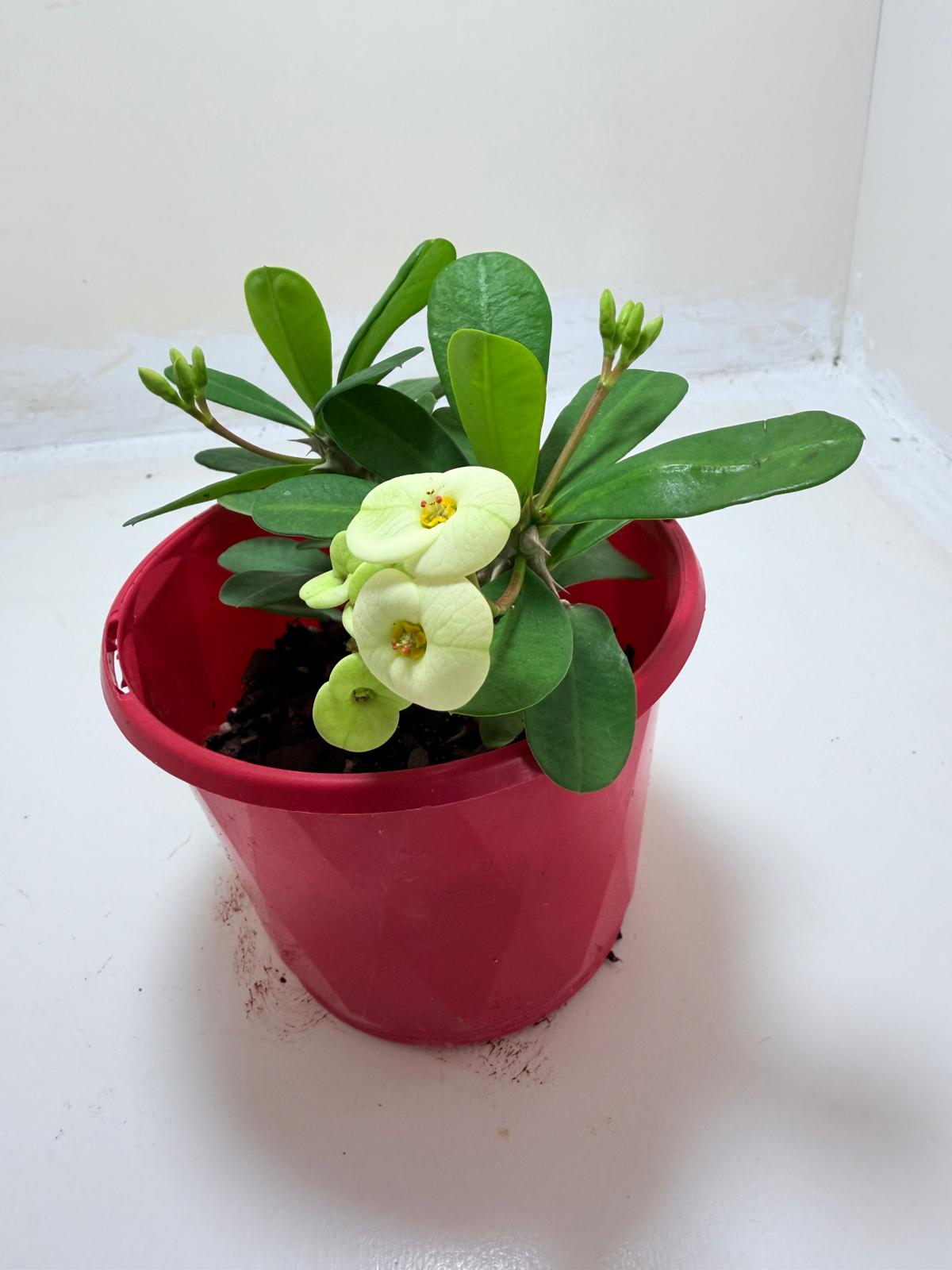Buy Euphorbia Milii #346 | Flowering Succulent