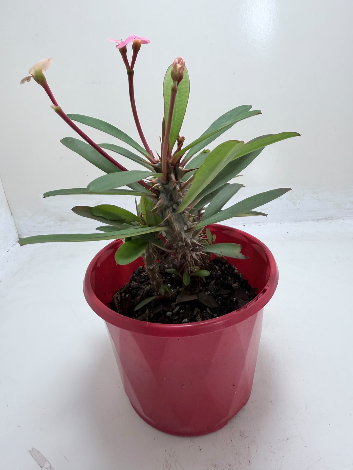 Euphorbia Milii #348 | Flowering Succulent
