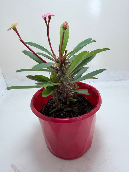 Euphorbia Milii #348 | Flowering Succulent