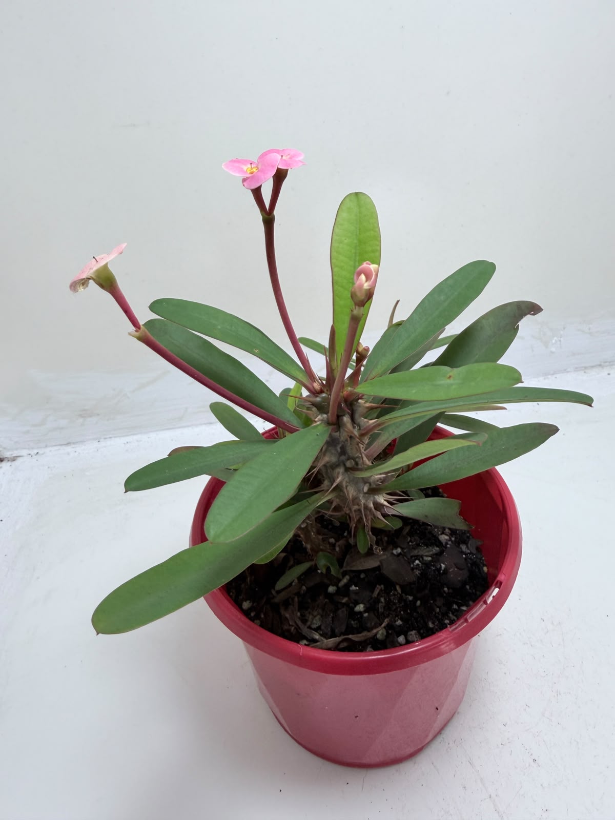 Euphorbia Milii #348 | Flowering Succulent