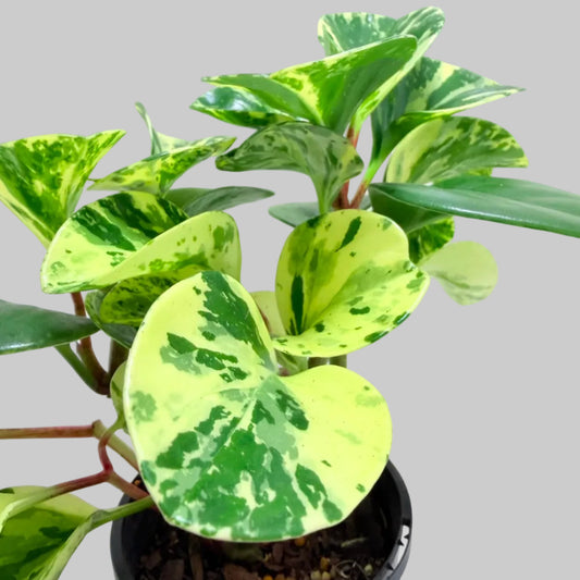 Peperomia obtusifolia Marble | Indoor Plant Australia